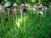 mushrooms-fungi-grass-nature-green-951308.jpg