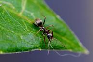 ant-leaf-insect-nature-close-771071.jpg