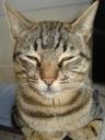 cat-tabby-animal-feline-pet-head-964470.jpg