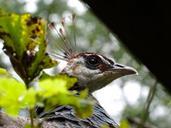 peacock-animal-head-plumage-bill-486049.jpg