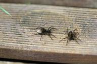 wolf-spider-spider-arachnid-443192.jpg