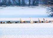 geese-ducks-winter-snow-lake-281098.jpg