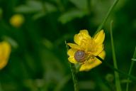 buttercup-blossom-bloom-snail-1422934.jpg