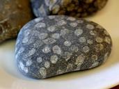 Fossils rocks coral.jpg