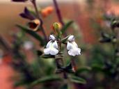 Marsh-Skullcap-wildflower.jpg