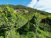 vineyards-wine-wine-harvest-259860.jpg