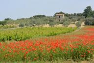 landscape-poppy-vineyards-poppies-785441.jpg