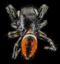 Phidippus_clarus,_MD,_PG_County_2013-07-30-16.39.33_ZS_PMax.jpg