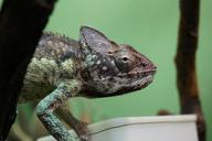 chameleon-feeding-terrarium-486076.jpg