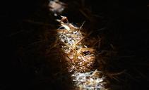 straw-litter-sunlight-sunbeam-667147.jpg