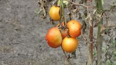 tomatoes-plant-crop-failure-rotten-946377.jpg