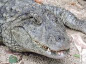 alligator-animal-fierce-life-wild-235493.jpg