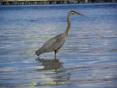 blue-heron-bird-heron-animal-478522.jpg