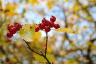 berries-fruits-red-tree-leaves-228134.jpg