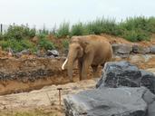 elephant-trunk-mammal-zoo-grey-1018415.jpg