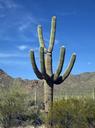 Saguaro Cactus near Tucson, Arizona LCCN2010630432.tif.tiff