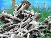 driftwood-coast-beach-landscape-1428223.jpg