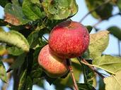 apples-fruit-autumn-georgia-973277.jpg