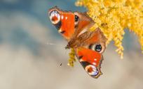 peacock-butterfly-butterfly-close-462606.jpg