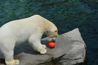 polar-bear-ball-predator-mammal-365115.jpg