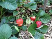 strawberry-fruit-garden-nature-413144.jpg