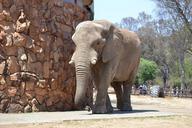 elephant-zoo-animal-wildlife-509159.jpg