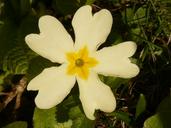 primrose-cowslip-plant-garden-5903.jpg