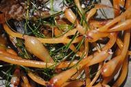 seaweed-beach-ocean-plant-396797.jpg