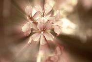 flowers-a-small-bunch-geranium-711981.jpg