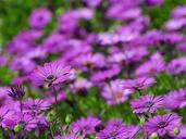 Daisy daisies flowers purple.jpg