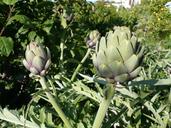 close-macro-artichoke-1305059.jpg