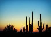 arizona-cactus-cacti-saguaro-397746.jpg