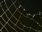 spider-web-dew-drops-droplets-water-1021025.jpg