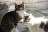 kittens-animals-felines-607082.jpg