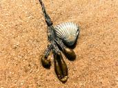 beach-shell-seaweed-seashell-946195.jpg