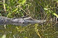 alligator-water-swamp-young-baby-1086055.jpg