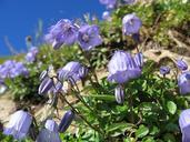 alpine-bellflower-bellflower-blossom-360052.jpg