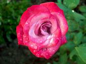 rose-droplets-water-green-pink-1387765.jpg