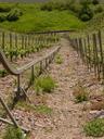 vineyard-steep-slope-winegrowing-56197.jpg