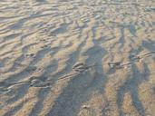 sand-tracks-the-seagull-bird-620250.jpg