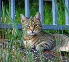 cat-animal-tabby-1434373.jpg