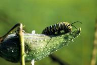 Monarch butterfly caterpillar insect danaus plexippus.jpg