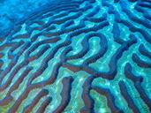 Brain_Coral.jpg