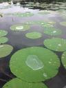 lily-pad-lake-green-nature-aquatic-653054.jpg