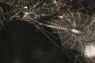 spider-web-cobweb-insect-creepy-223982.jpg