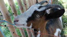 goat-billy-goat-wild-horned-horns-174832.jpg