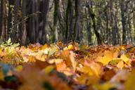 autumn-run-leaves-autumn-color-1015231.jpg