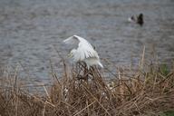 egret-birds-nature-pond-lake-1260098.jpg