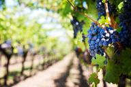 purple-grapes-vineyard-napa-valley-553463.jpg