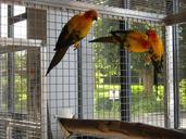 parakeets-small-parrots-birds-956845.jpg